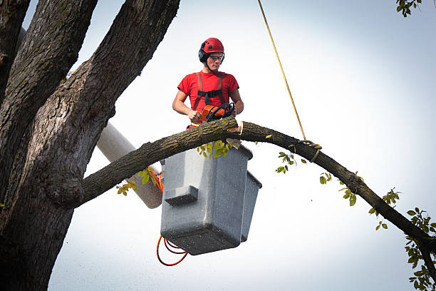 The Steps Involved in Our Tree Care Process in Homedale, ID